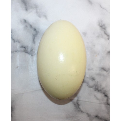 286 - Large White Rhea Egg
Height 13cm
COLLECTION ONLY