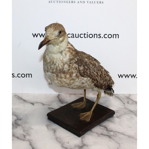 287 - Taxidermy Herring Gull
Height 38cm
COLLECTION ONLY