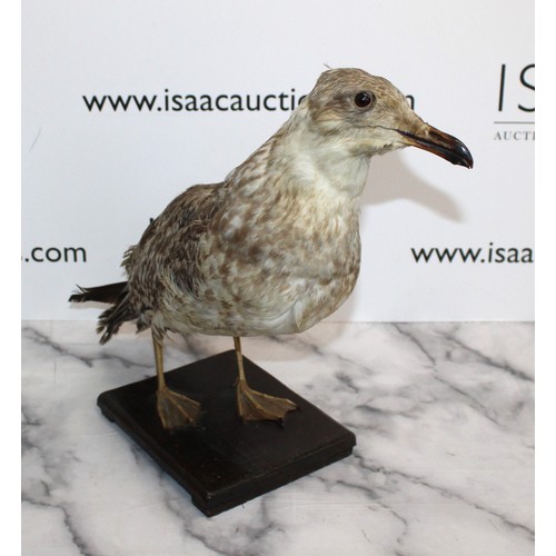 287 - Taxidermy Herring Gull
Height 38cm
COLLECTION ONLY