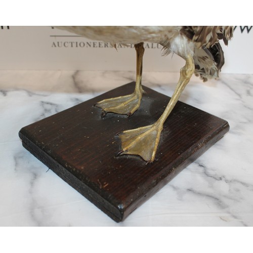 287 - Taxidermy Herring Gull
Height 38cm
COLLECTION ONLY