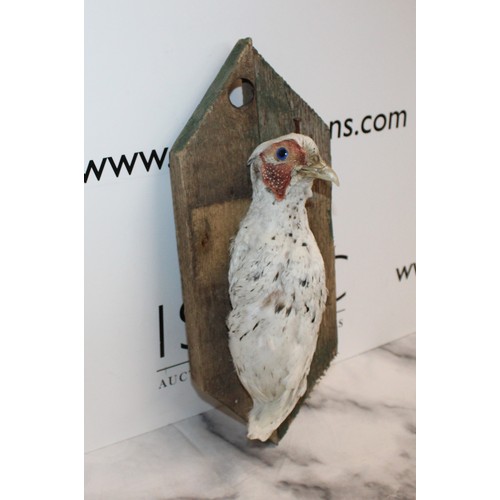 288 - Taxidermy White Pheasant 
Height 37cm
COLLECTION ONLY