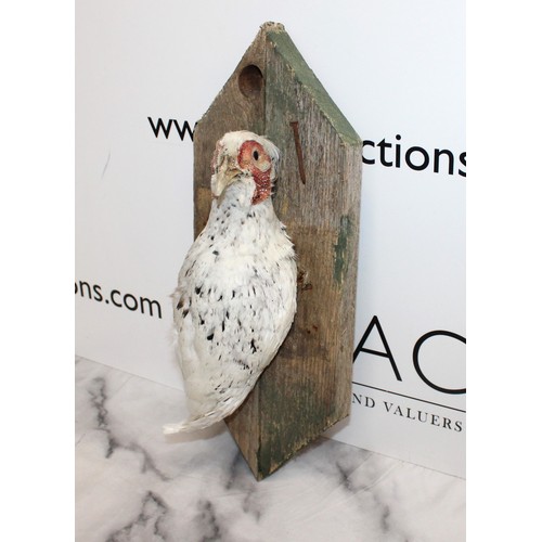 288 - Taxidermy White Pheasant 
Height 37cm
COLLECTION ONLY