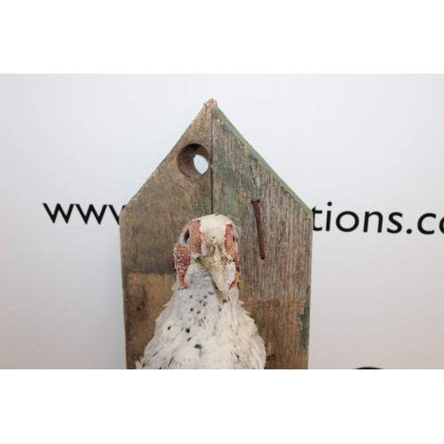 288 - Taxidermy White Pheasant 
Height 37cm
COLLECTION ONLY