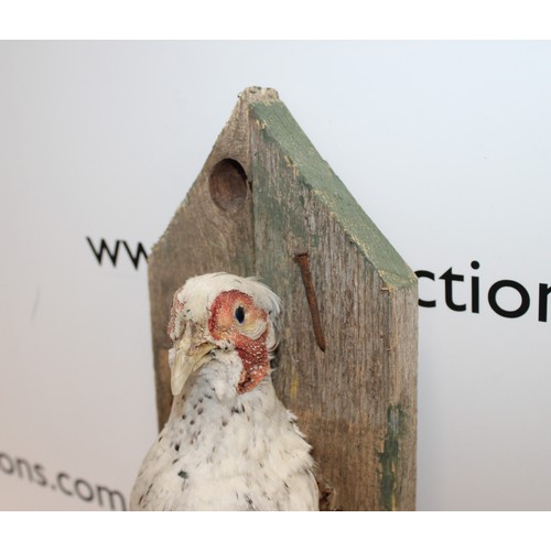 288 - Taxidermy White Pheasant 
Height 37cm
COLLECTION ONLY