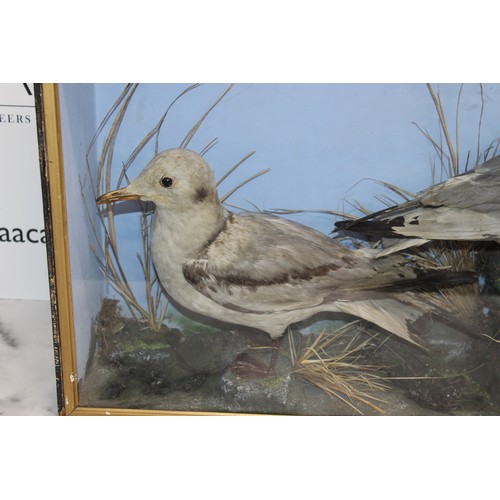 289 - Wooden/Glass Cased Taxidermy Two Black Headed Gulls
Dimensions 46.5cm x 61cm x 17.5cm
COLLECTION ONL... 