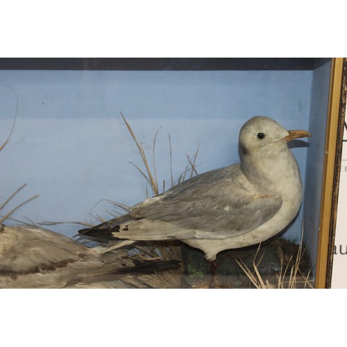 289 - Wooden/Glass Cased Taxidermy Two Black Headed Gulls
Dimensions 46.5cm x 61cm x 17.5cm
COLLECTION ONL... 