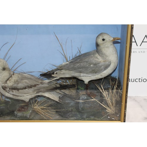 289 - Wooden/Glass Cased Taxidermy Two Black Headed Gulls
Dimensions 46.5cm x 61cm x 17.5cm
COLLECTION ONL... 