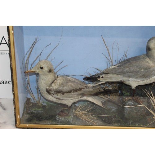 289 - Wooden/Glass Cased Taxidermy Two Black Headed Gulls
Dimensions 46.5cm x 61cm x 17.5cm
COLLECTION ONL... 