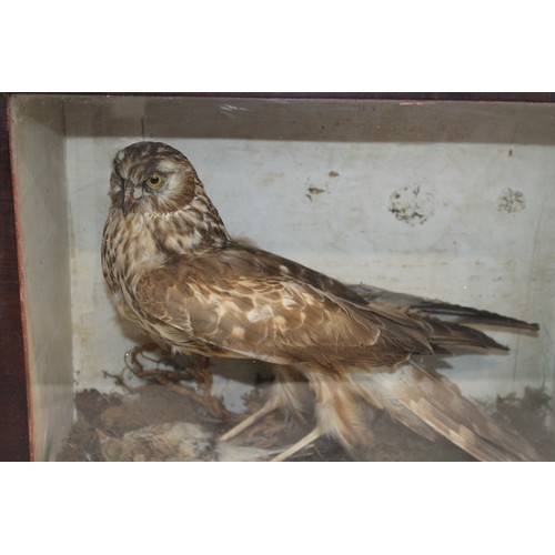 290 - Wooden/Glass Cased Taxidermy Hen Harrier Pre 1947
Dimensions 36.5cm x 42.5cm x 22cm
COLLECTION ONLY