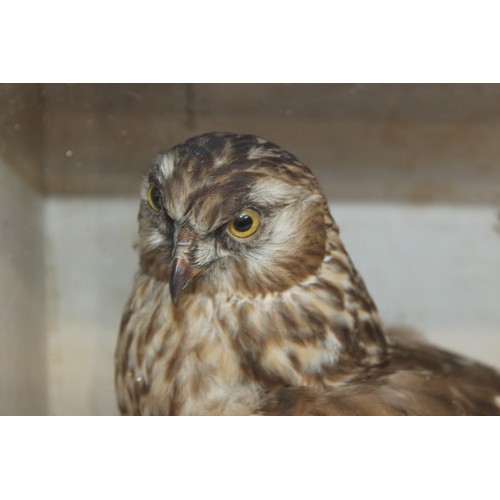 290 - Wooden/Glass Cased Taxidermy Hen Harrier Pre 1947
Dimensions 36.5cm x 42.5cm x 22cm
COLLECTION ONLY