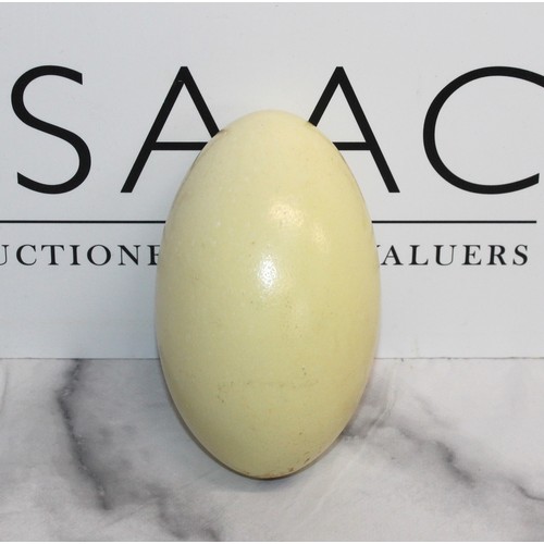 319 - Large White Rhea Egg
Height 13cm
COLLECTION ONLY