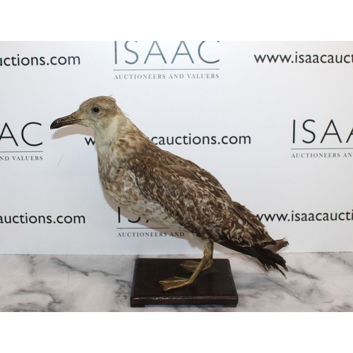 320 - Taxidermy Herring Gull
Height 38cm
COLLECTION ONLY