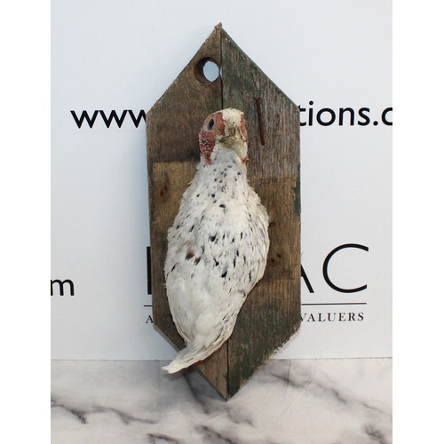 321 - Taxidermy White Pheasant 
Height 37cm
COLLECTION ONLY