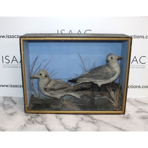 322 - Wooden/Glass Cased Taxidermy Two Black Headed Gulls
Dimensions 46.5cm x 61cm x 17.5cm
COLLECTION ONL... 