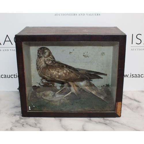 323 - Wooden/Glass Cased Taxidermy Hen Harrier Pre 1947
Dimensions 36.5cm x 42.5cm x 22cm
COLLECTION ONLY