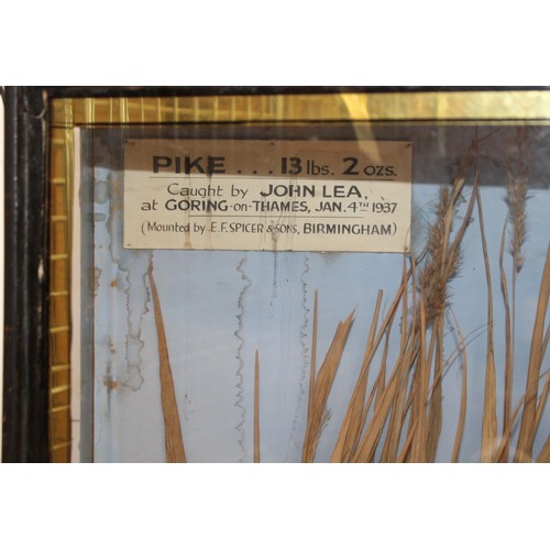 324 - Pike 13lbs 2ozs Caught By John Lea At Goring On Thames Jan 4th 1937 Mounted By E.F. Spicer & Sons Bi... 