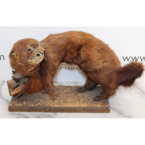 325 - Mounted Mink On Wooden Platform
Dimensions 36cm x 20cm
COLLECTION ONLY