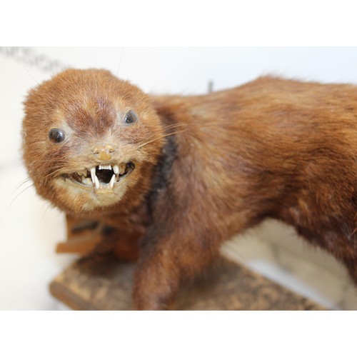 325 - Mounted Mink On Wooden Platform
Dimensions 36cm x 20cm
COLLECTION ONLY