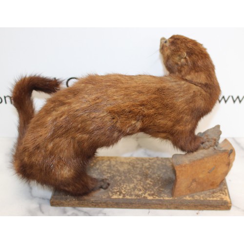 325 - Mounted Mink On Wooden Platform
Dimensions 36cm x 20cm
COLLECTION ONLY