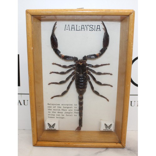 326 - Malaysian Scorpion In A Display Frame
Dimensions 19.5cm x 13.5cm
COLLECTION ONLY DUE TO GLASS