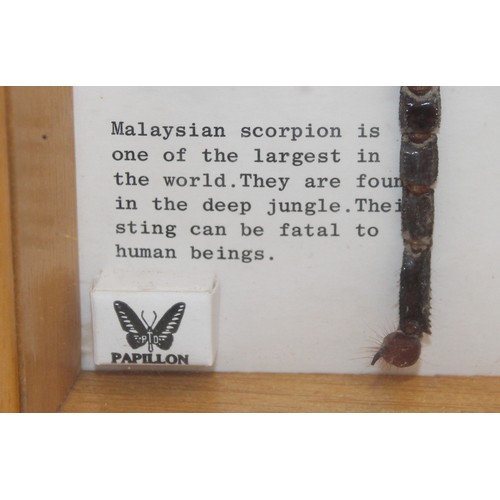 326 - Malaysian Scorpion In A Display Frame
Dimensions 19.5cm x 13.5cm
COLLECTION ONLY DUE TO GLASS