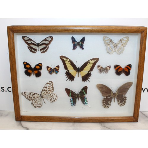 327 - Butterfly Collection In A Display Case
Dimensions 40.5cm x 31cm
COLLECTION ONLY DUE TO GLASS