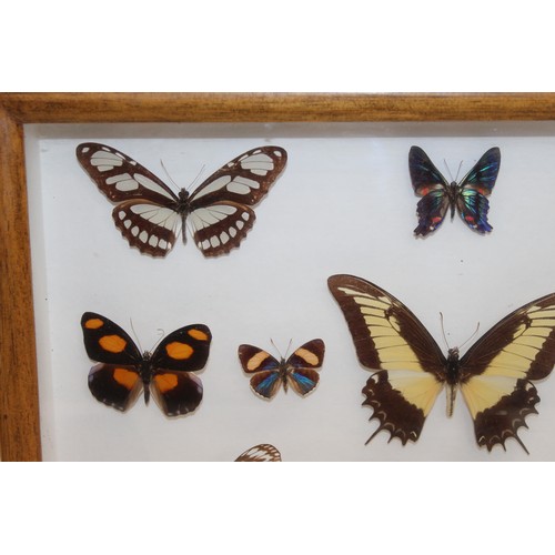 327 - Butterfly Collection In A Display Case
Dimensions 40.5cm x 31cm
COLLECTION ONLY DUE TO GLASS