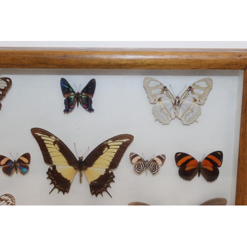 327 - Butterfly Collection In A Display Case
Dimensions 40.5cm x 31cm
COLLECTION ONLY DUE TO GLASS