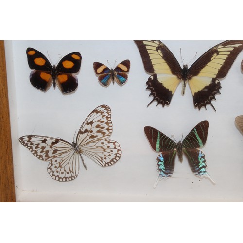 327 - Butterfly Collection In A Display Case
Dimensions 40.5cm x 31cm
COLLECTION ONLY DUE TO GLASS