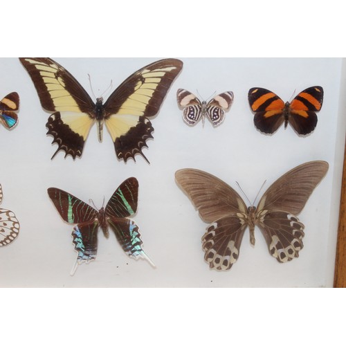 327 - Butterfly Collection In A Display Case
Dimensions 40.5cm x 31cm
COLLECTION ONLY DUE TO GLASS