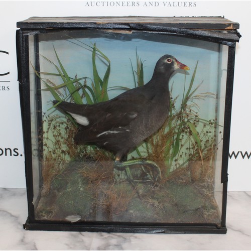 328 - Common Moorhen In A Display Case
Dimensions 38cm x 36cm
COLLECTION ONLY DUE TO GLASS