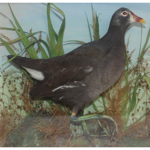 328 - Common Moorhen In A Display Case
Dimensions 38cm x 36cm
COLLECTION ONLY DUE TO GLASS