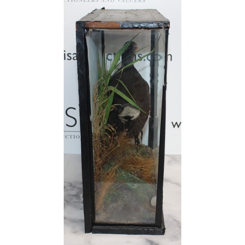 328 - Common Moorhen In A Display Case
Dimensions 38cm x 36cm
COLLECTION ONLY DUE TO GLASS