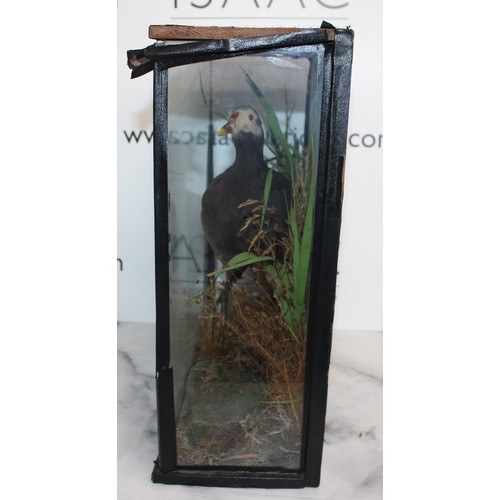 328 - Common Moorhen In A Display Case
Dimensions 38cm x 36cm
COLLECTION ONLY DUE TO GLASS