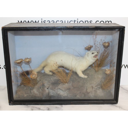 329 - Long Tailed Stoat In A Display Case
Dimensions 27cm x 38cm
COLLECTION ONLY DUE TO GLASS