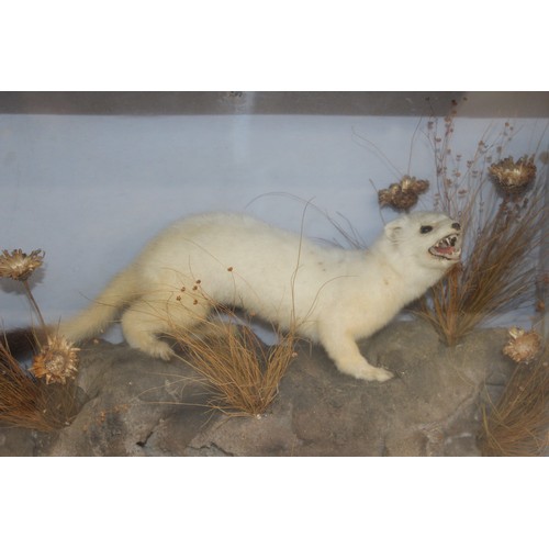 329 - Long Tailed Stoat In A Display Case
Dimensions 27cm x 38cm
COLLECTION ONLY DUE TO GLASS