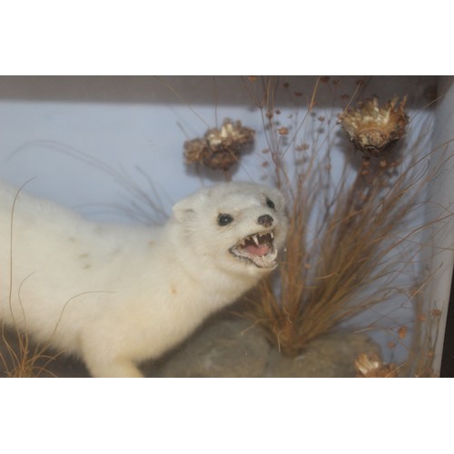 329 - Long Tailed Stoat In A Display Case
Dimensions 27cm x 38cm
COLLECTION ONLY DUE TO GLASS