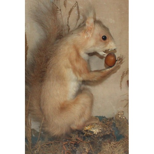 330 - Red Tree Squirrel In A Display Case
Dimensions 32.5 x 21.5cm
COLLECTION ONLY DUE TO GLASS