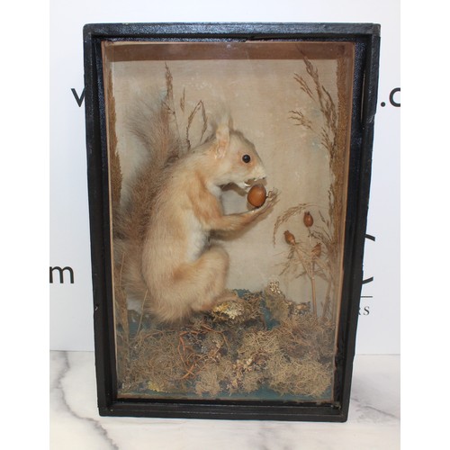 330 - Red Tree Squirrel In A Display Case
Dimensions 32.5 x 21.5cm
COLLECTION ONLY DUE TO GLASS