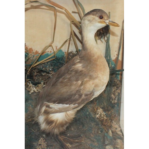 331 - Lenny.E.J Taxidermist Little Grebe In A Display Case
Dimensions 28cm x 23cm
COLLECTION ONLY DUE TO G... 