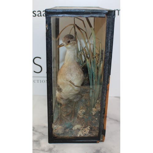 331 - Lenny.E.J Taxidermist Little Grebe In A Display Case
Dimensions 28cm x 23cm
COLLECTION ONLY DUE TO G... 