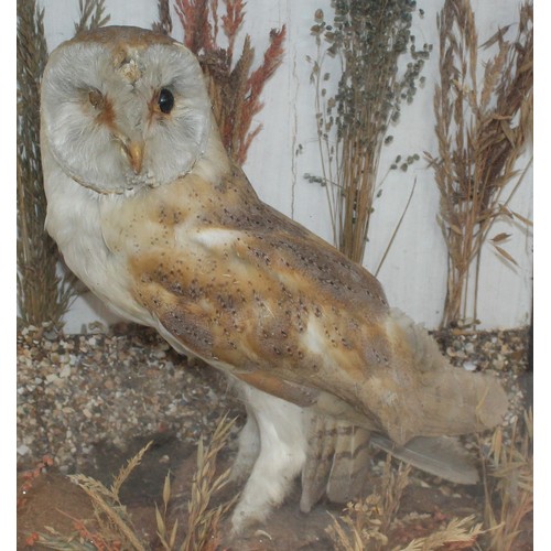 332 - Barn Owl In A Display Case
Dimensions 41cm x 38cm
COLLECTION ONLY DUE TO GLASS