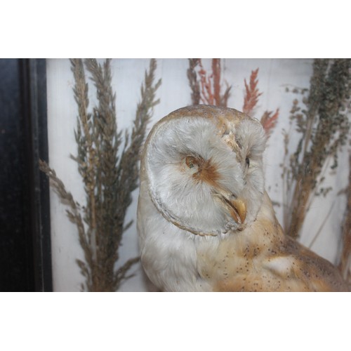 332 - Barn Owl In A Display Case
Dimensions 41cm x 38cm
COLLECTION ONLY DUE TO GLASS