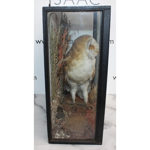 332 - Barn Owl In A Display Case
Dimensions 41cm x 38cm
COLLECTION ONLY DUE TO GLASS