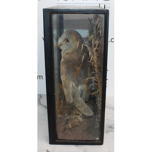 332 - Barn Owl In A Display Case
Dimensions 41cm x 38cm
COLLECTION ONLY DUE TO GLASS