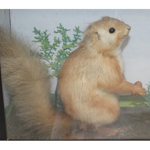 333 - Squirrel In A Display Case
Dimensions 32cm x 22cm
COLLECTION ONLY DUE TO GLASS