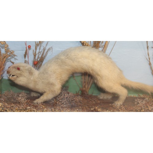 334 - White Ferret In A Display Case
Dimensions 37.5cm x 23cm
COLLECTION ONLY DUE TO GLASS