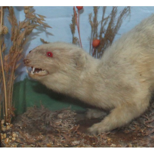 334 - White Ferret In A Display Case
Dimensions 37.5cm x 23cm
COLLECTION ONLY DUE TO GLASS