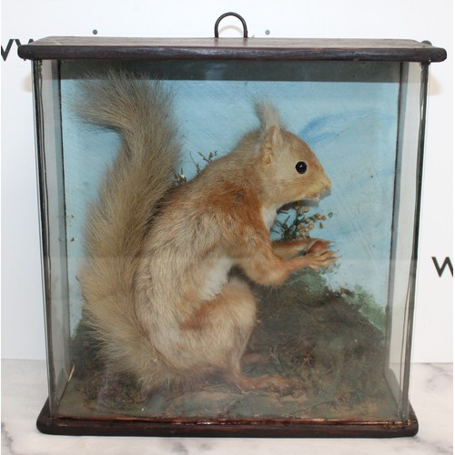 335 - Red Squirrel In A Display Case
Dimensions 27cm x 27cm
COLLECTION ONLY DUE TO GLASS