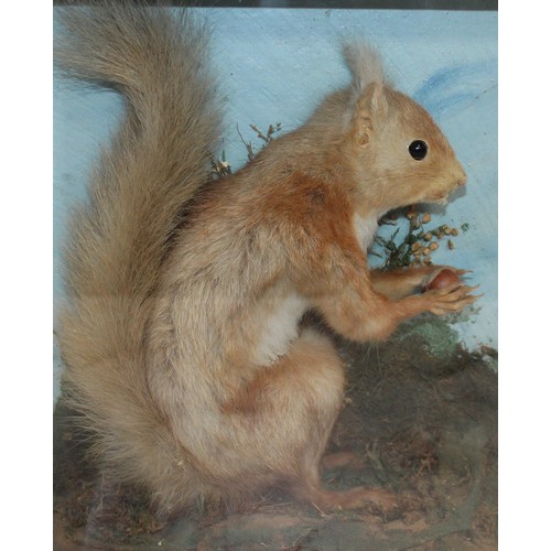 335 - Red Squirrel In A Display Case
Dimensions 27cm x 27cm
COLLECTION ONLY DUE TO GLASS